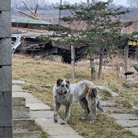 Pensiunea Agroturistica Casa Sirca Boghis Екстер'єр фото